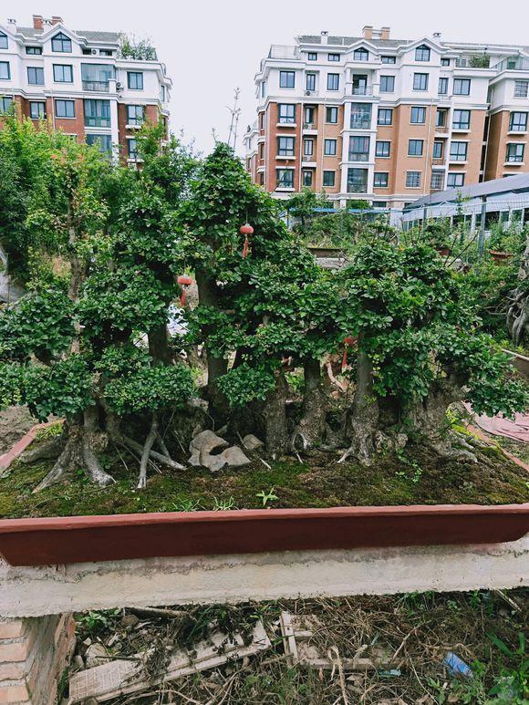 对节白蜡一本多杆大丛林