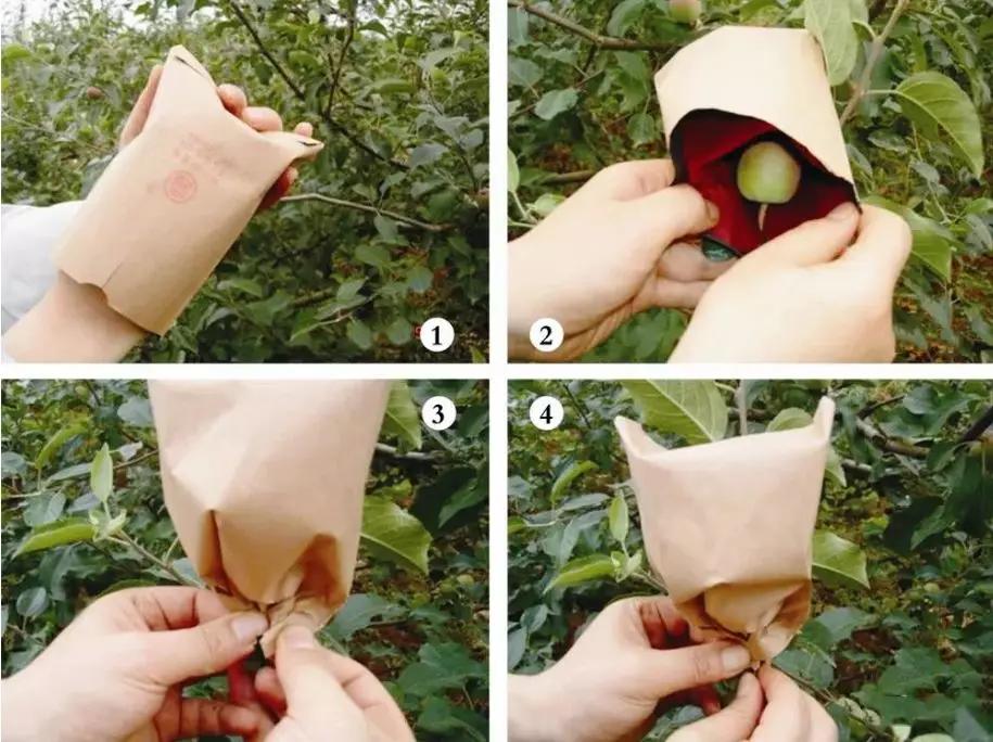 六月份苹果树如何管理?这篇文章讲的详细!_套袋
