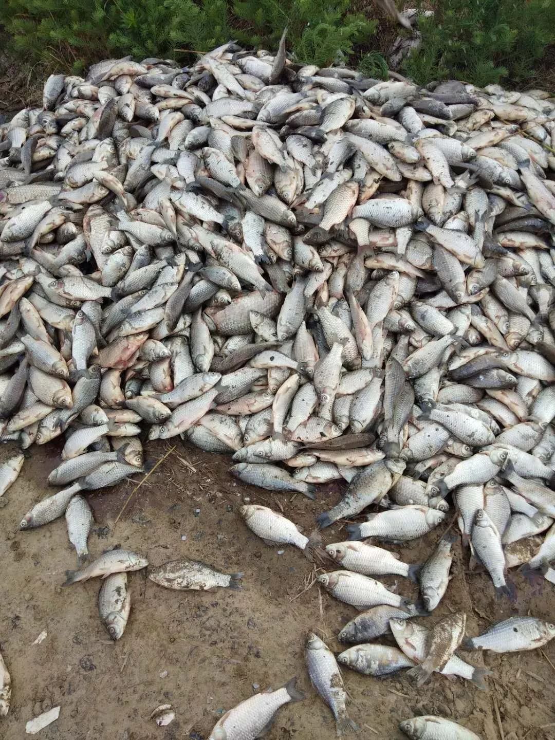 各位看官,先看一则微信对话,某"神药"治疗好了鲫鱼鳃出血,马上引荐