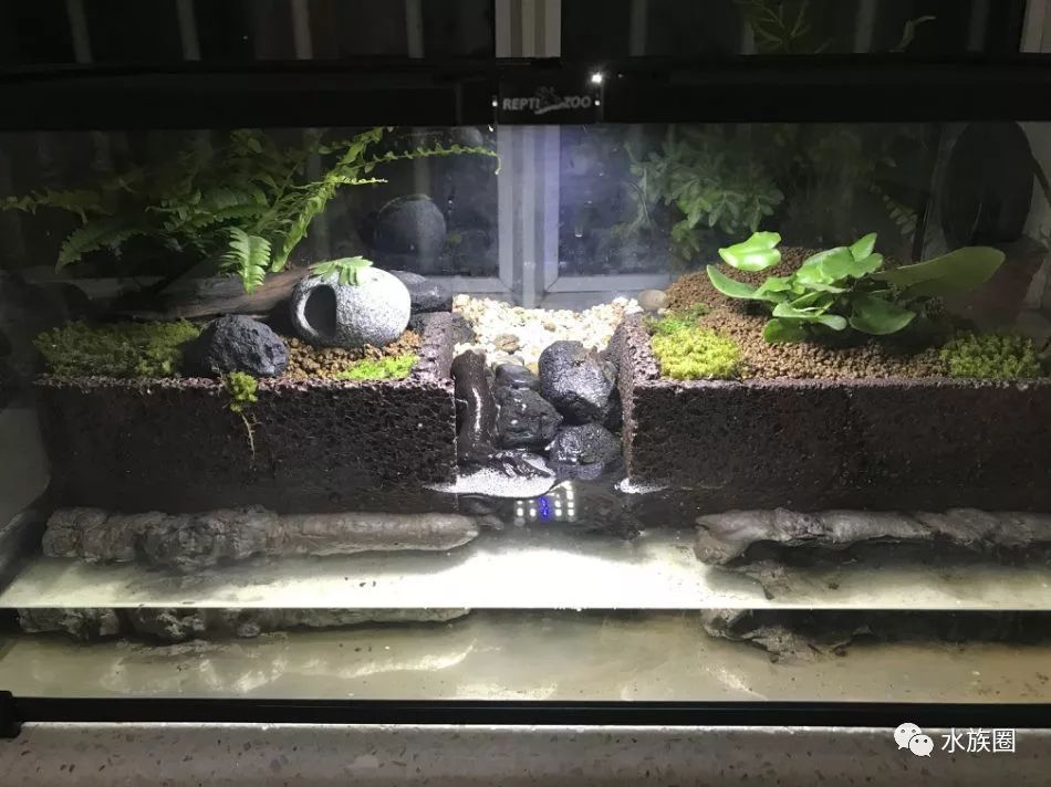 恶魔蟹饲养简易水陆缸想开随时开