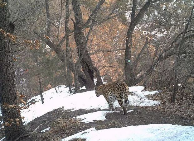 情侣豹母子豹怀孕豹济源华北豹私生活全面曝光