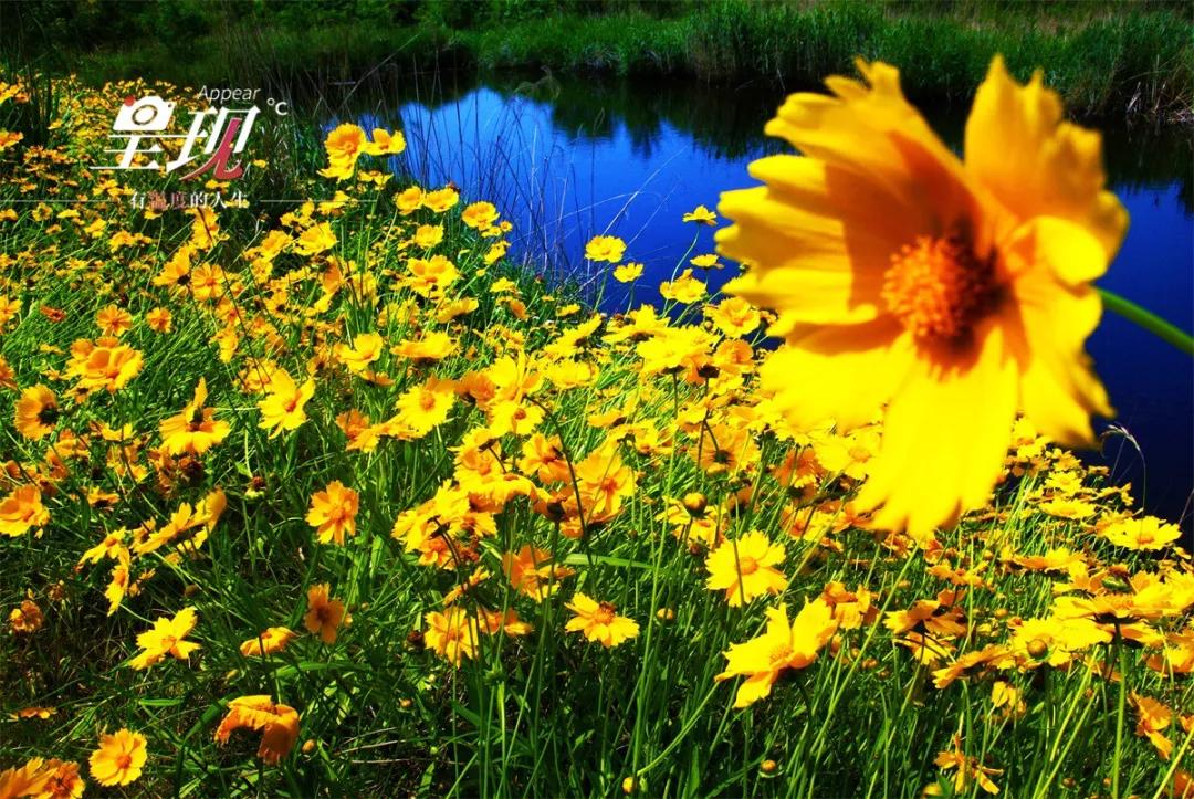 呈现| 花田有喜,小埠村来了位"花支书"_张滨