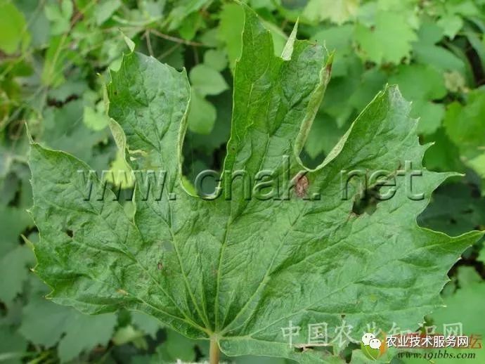 葡萄病害图片大全