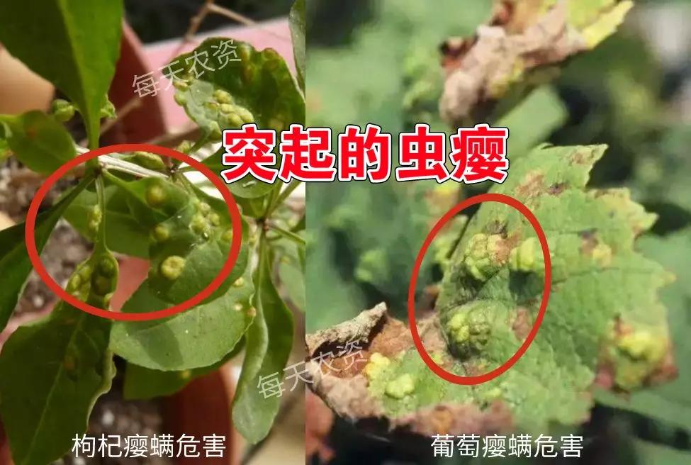 高温干旱,警惕"螨类害虫"大爆发!_危害