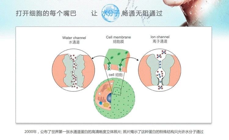 水通道蛋白发现者图片