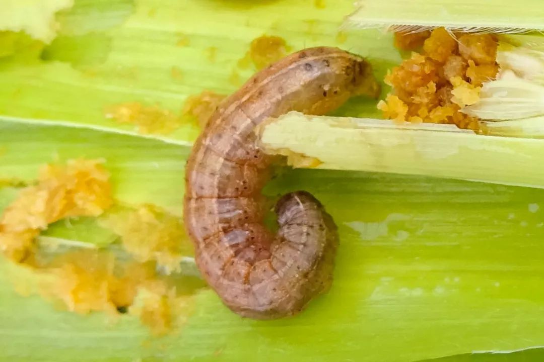 草地贪夜蛾6月进入黄淮海,7月抵达东北!