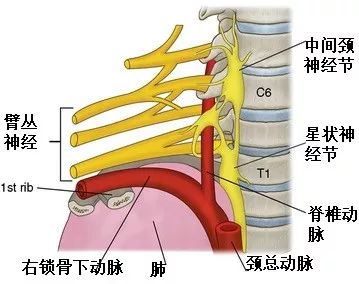 膝状神经节和岩大神经图片