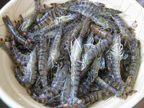 原创吃虾时虾头里面是精华还是屎很多人弄错闹出笑话