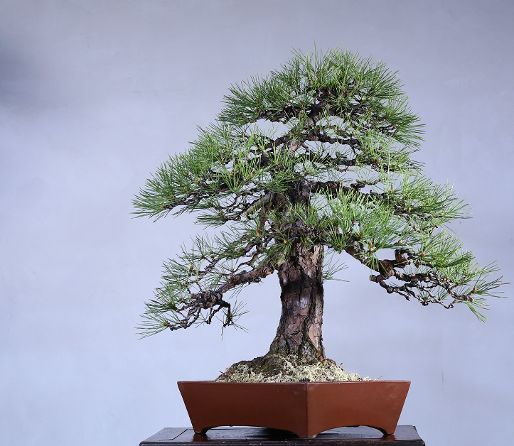 原创欣赏日本盆景作品随著时间和季节的变化呈现出不同的颜色姿态