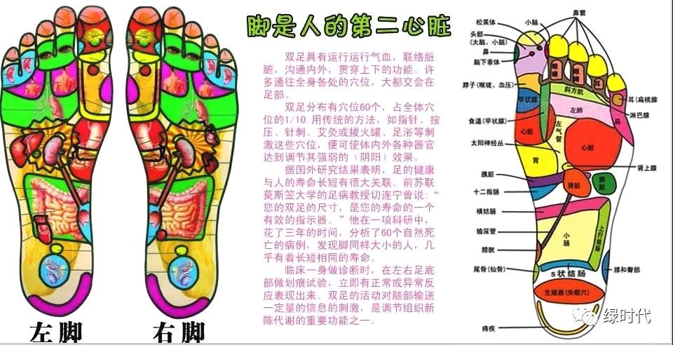 脚又被称作人体的第二心脏, 人的双脚上存在着与各脏腑器官相对应的