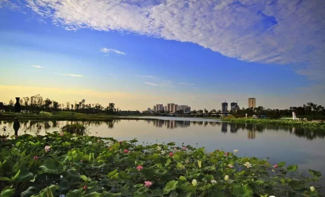 遂宁荷花池观赏景点图片