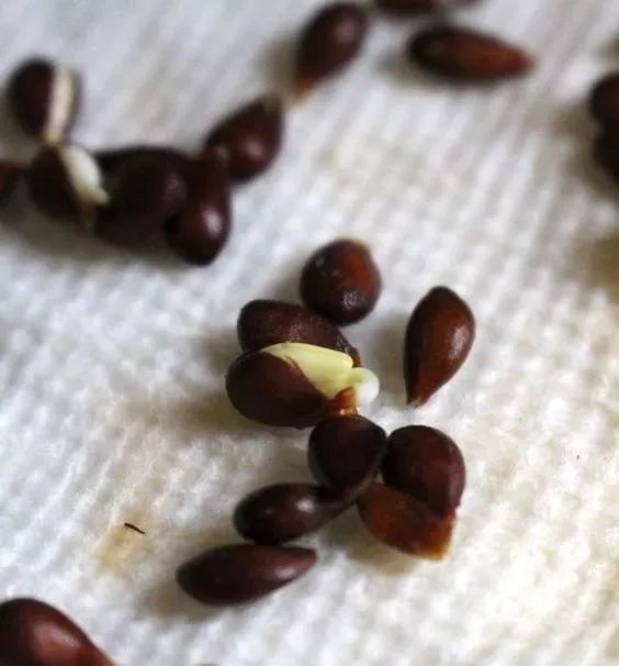 吃剩的果核不要扔!随手变成小盆栽,来年再也不用买水果!