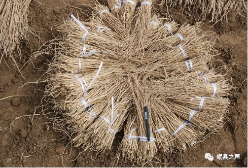 秋季采挖的黄芪苗一般采用堆藏和地下窖藏两种方式.