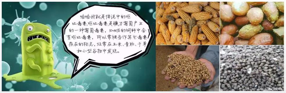 镰刀霉毒素中内雌激素有什么作用 镰刀菌毒素中具有类雌激素样作用的是