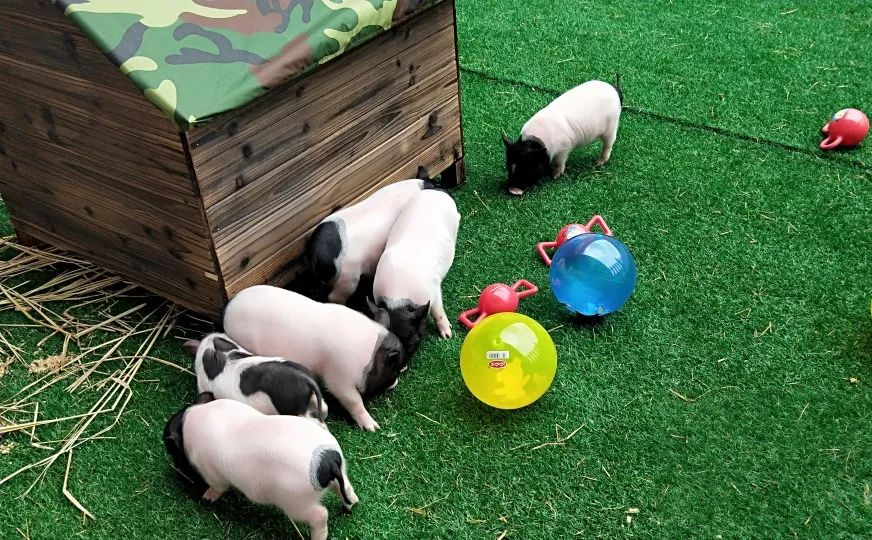 长泰海滨城萌宠欢乐行!_活动