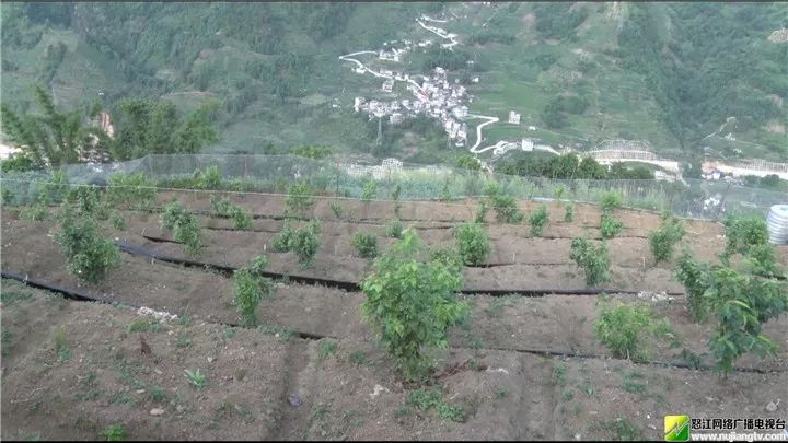 福貢縣有本地藍莓了一畝地年收入可達四萬塊