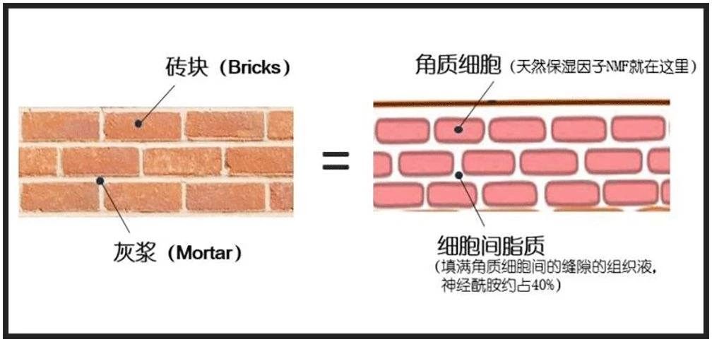 leuko新品,水通道蛋白瞭解下!_皮膚