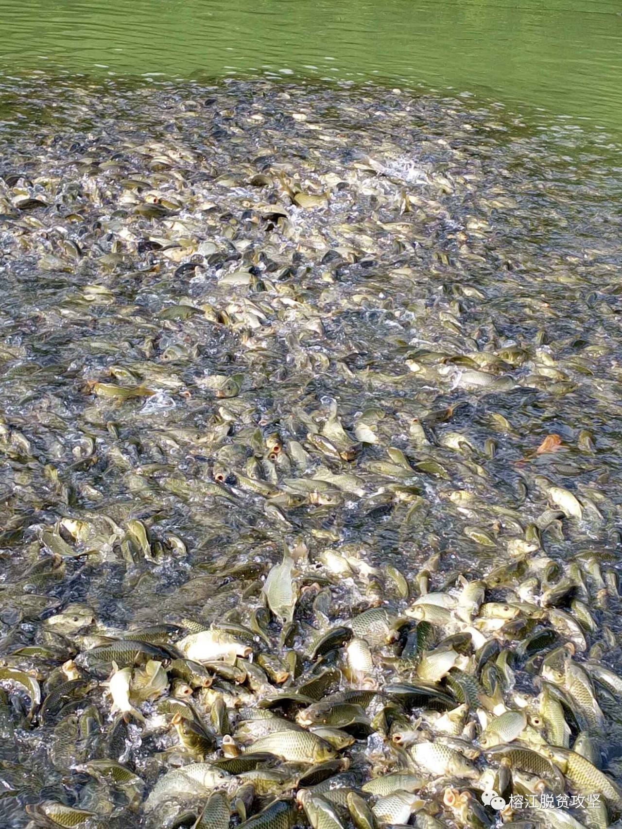 高密度养殖最重要的指标不可忽视,溶氧量直接影响鱼类的生存和发育