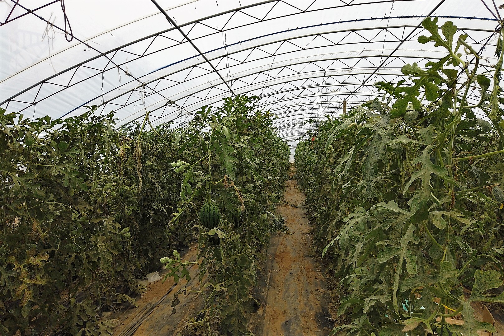 盛夏吃游庞各庄西瓜小镇闲走北京