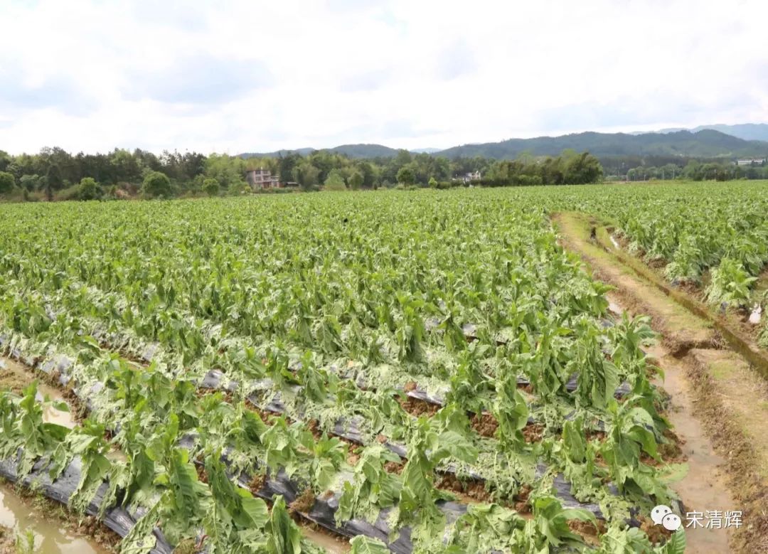 宋清辉:中烟香港上市或许是中国烟草走向国际化的重要一步