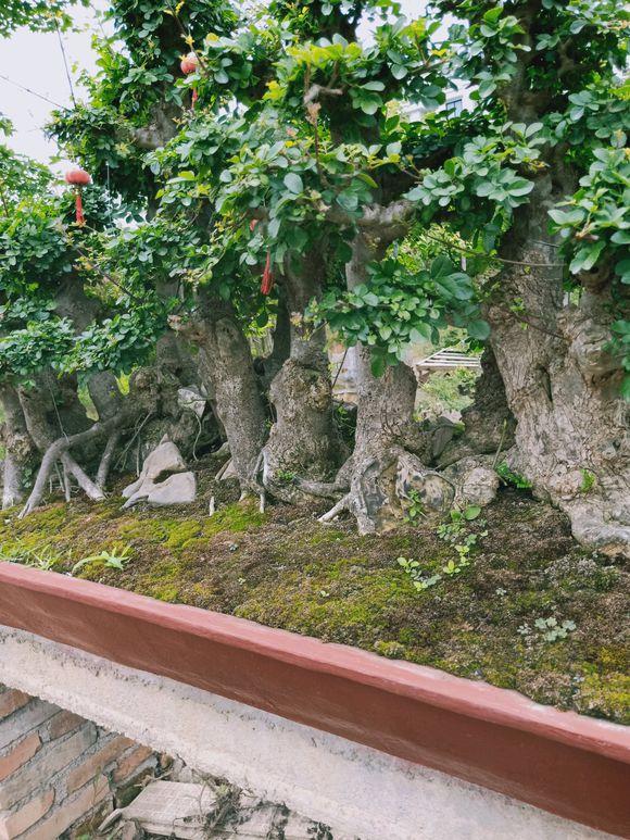 对节白蜡一本多杆大丛林