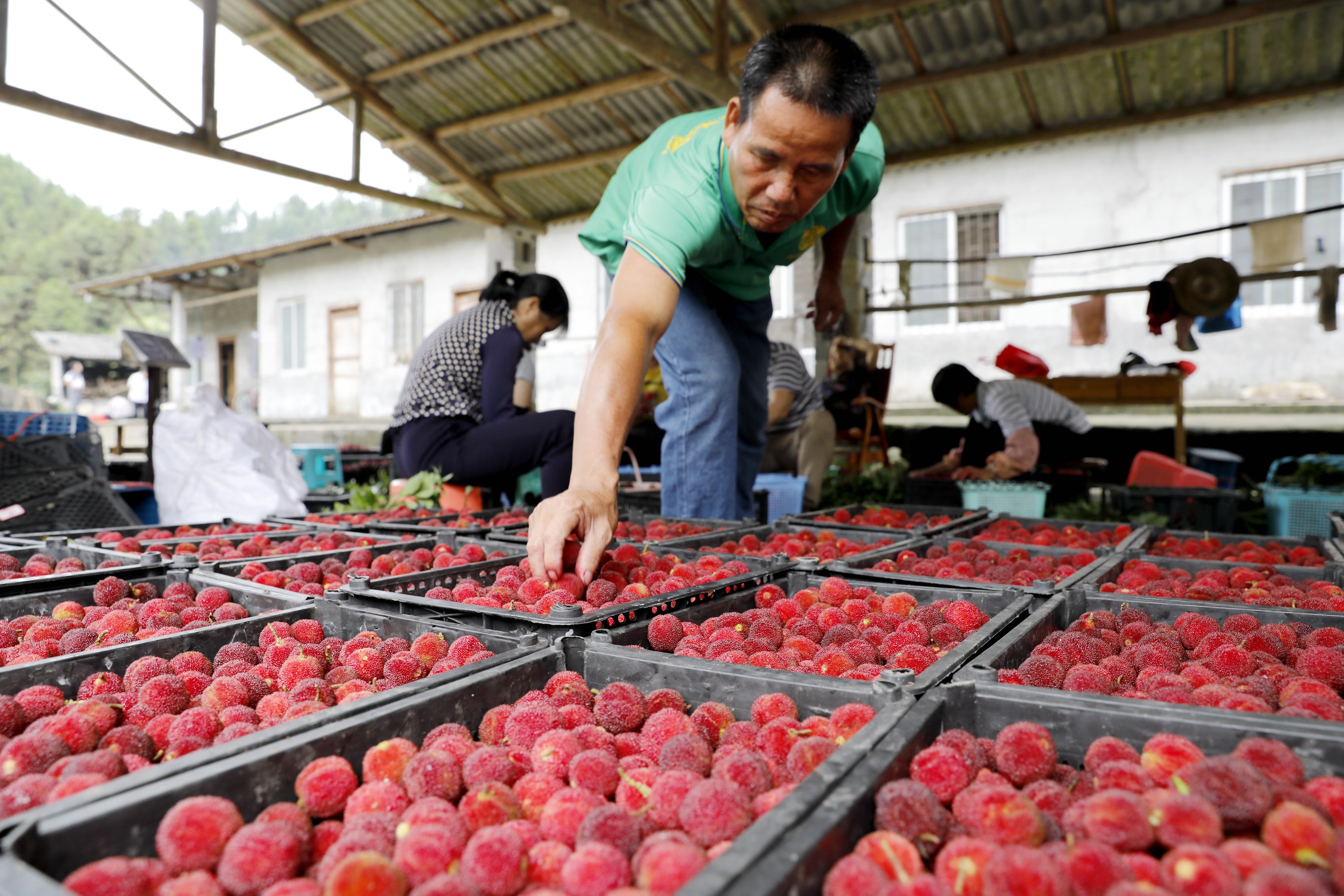 又到杨梅成熟时6月11日,在广西罗城仫佬族自治县宝坛乡西华村杨梅果场