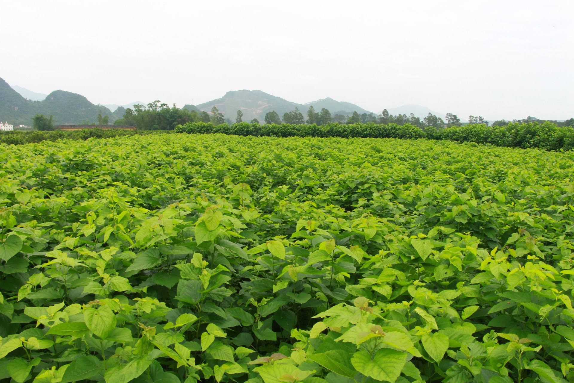 这种叶子泡水喝,高血压,血栓都绕道!_桑叶