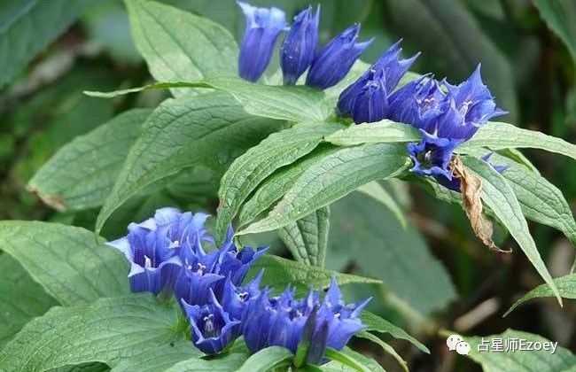 力量:保护元素:水行星:金星性别:雌性俗名:狗舌草