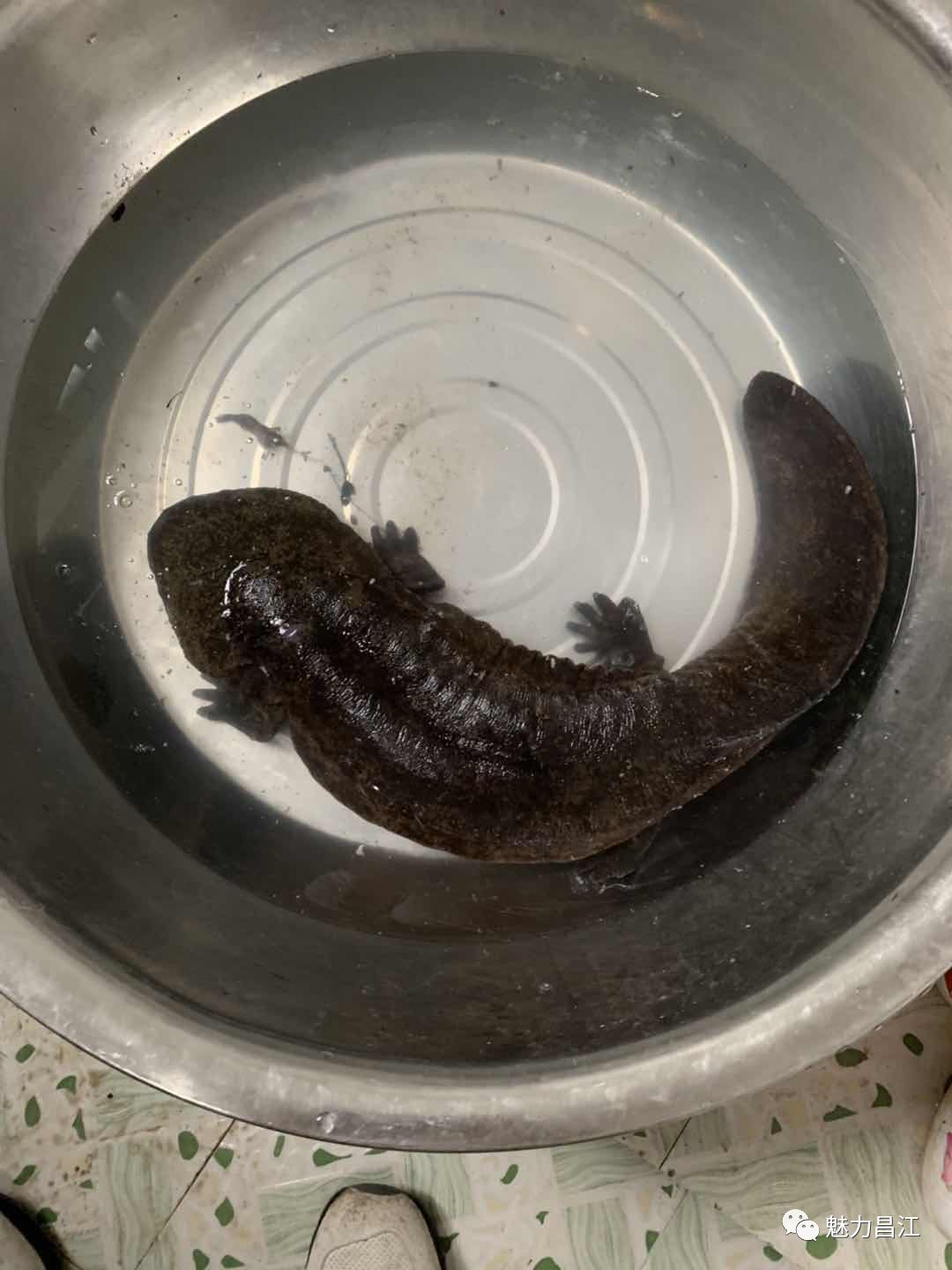 村书记徐银国立即上报上级部门,昌江区农业农村水利局与鱼山镇水产