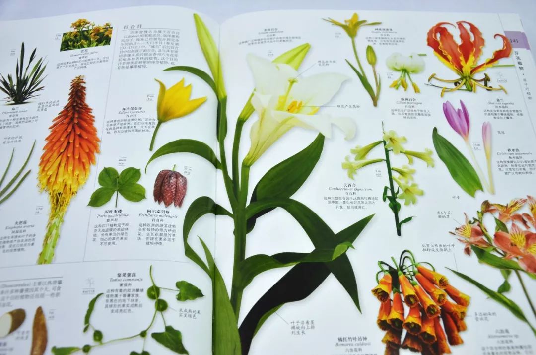 动物动物部分是在整本书占了大半篇幅的一个篇章,因为动物组成了地球