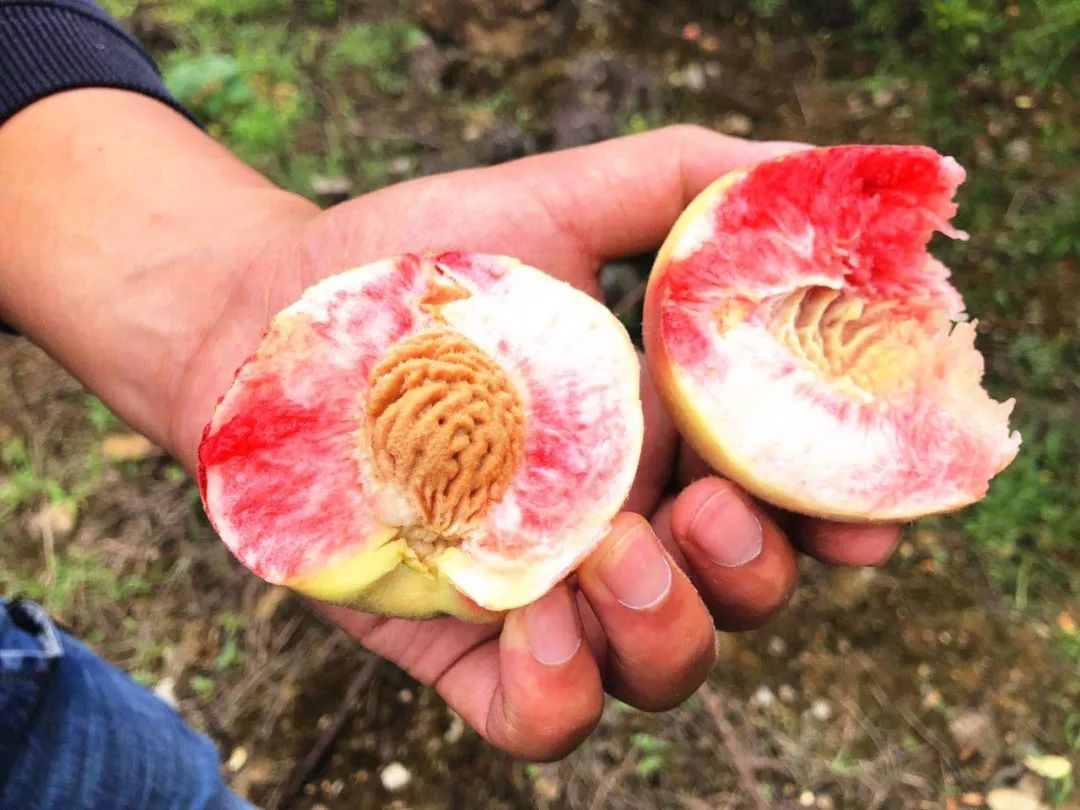 毕节的红花桃熟啦!口水好来