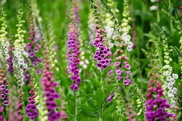 6月13日双子星座花毛莨毛地黄