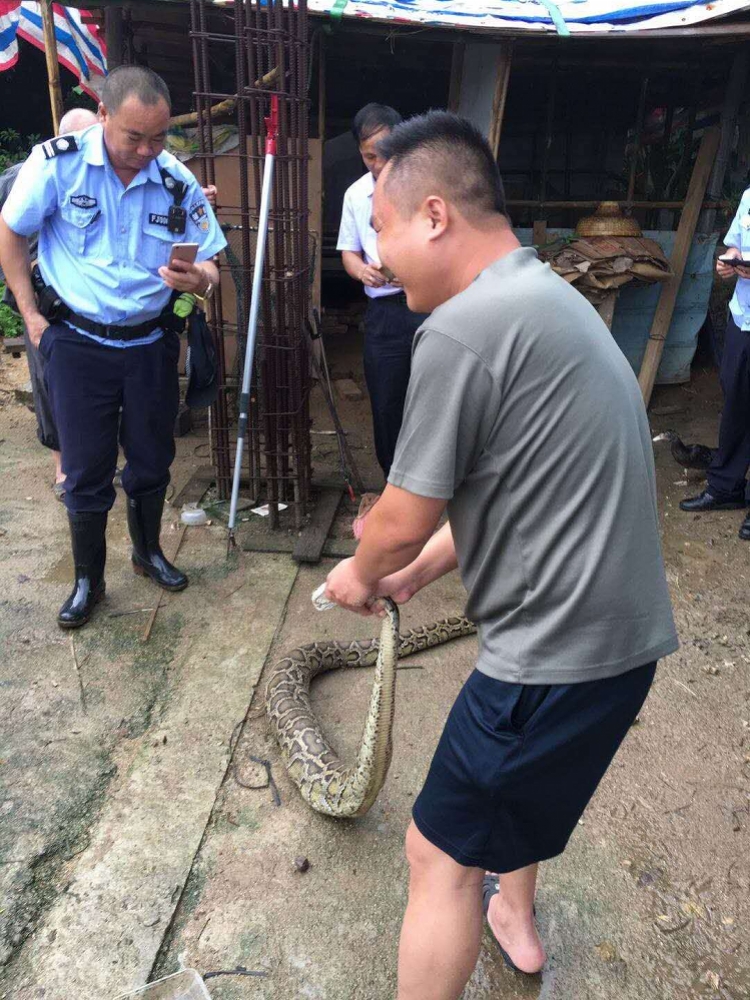 珠海惊现40斤大蟒蛇,发现时已活吞9只活鸭(多图)