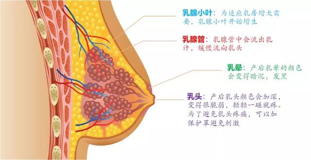 产后乳房的变化:刚刚生产前后,妈妈体内经历了剧烈的变化,这24小时内