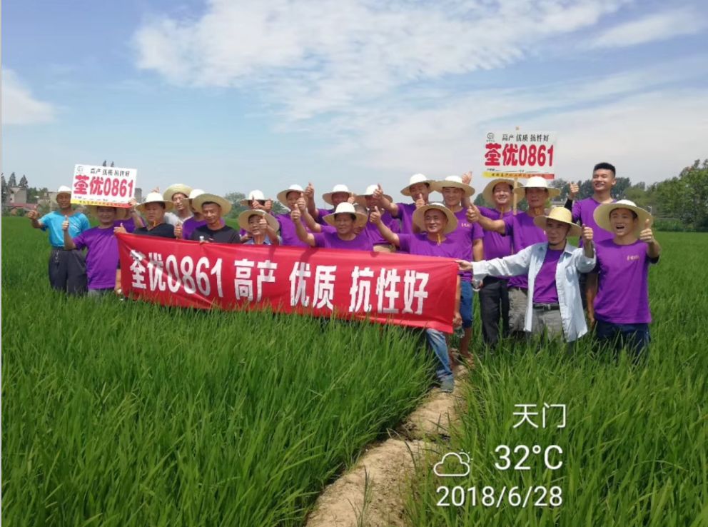 愛種優選安徽荃華種業水稻種子荃優0861