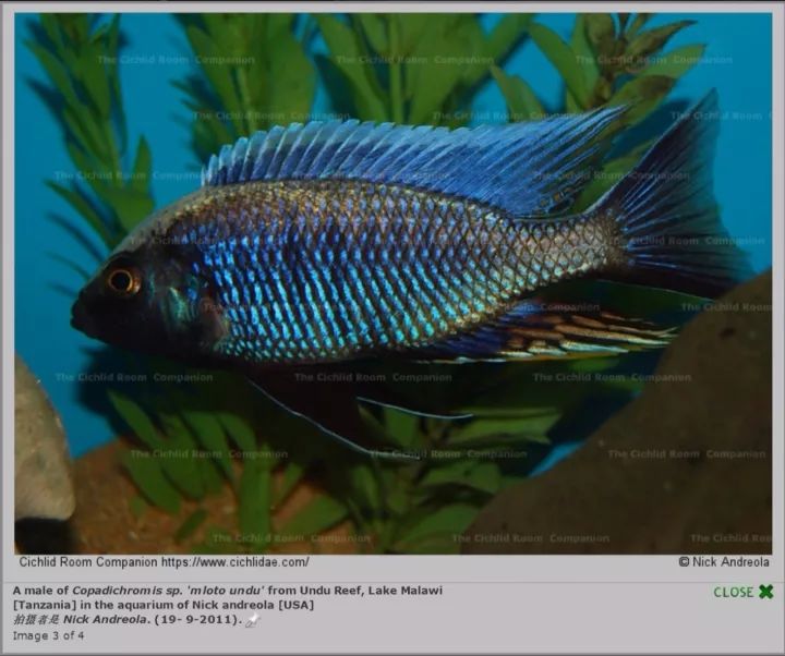 flavimanus lunduno:176厚唇帝王鲷(天然杂交种)chilo.