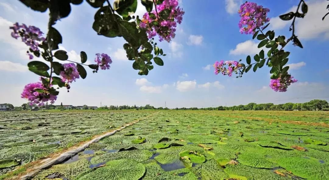 你好鸡头米君快来听听它的故事