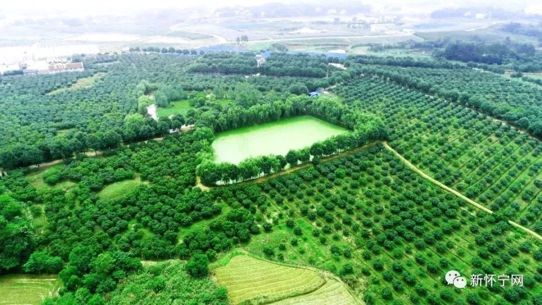桐城周边的杨梅园,赶紧约起来!