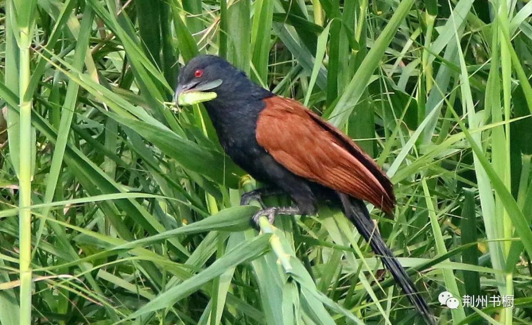 荆州观鸟来来来认识一下火斑鸠