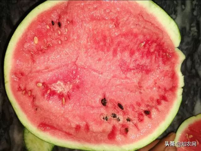 西瓜产地价格涨涨涨