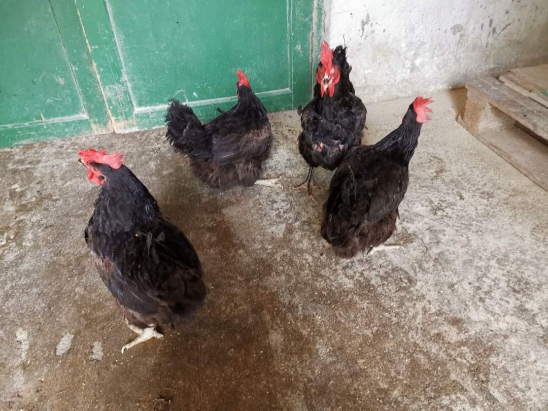 6月13日宁乡公司天露黑2老母鸡招标