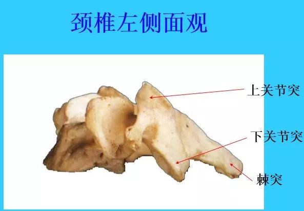 超實用脊椎解剖圖解