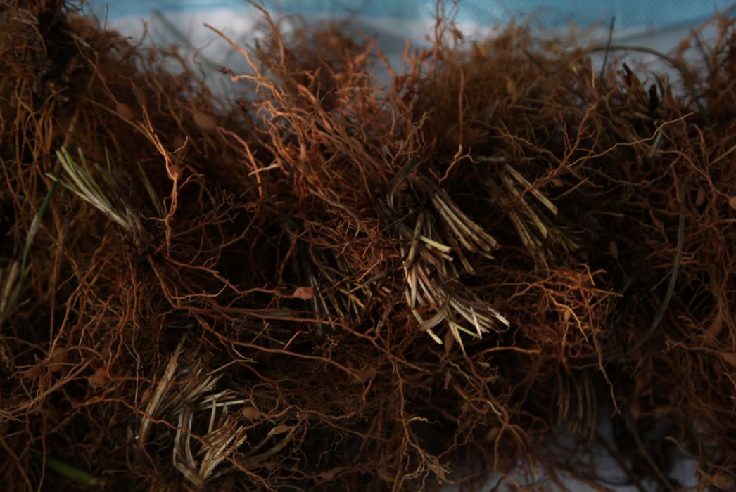 第七届端午百草根美食文化旅游节精彩回顾