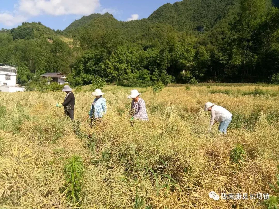 陇南康县长坝镇|百亩油菜喜丰收,农户田间地头收割忙.