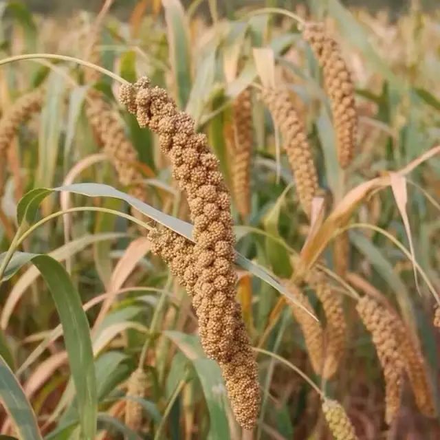 黑龙江农家直送小米~_古龙镇