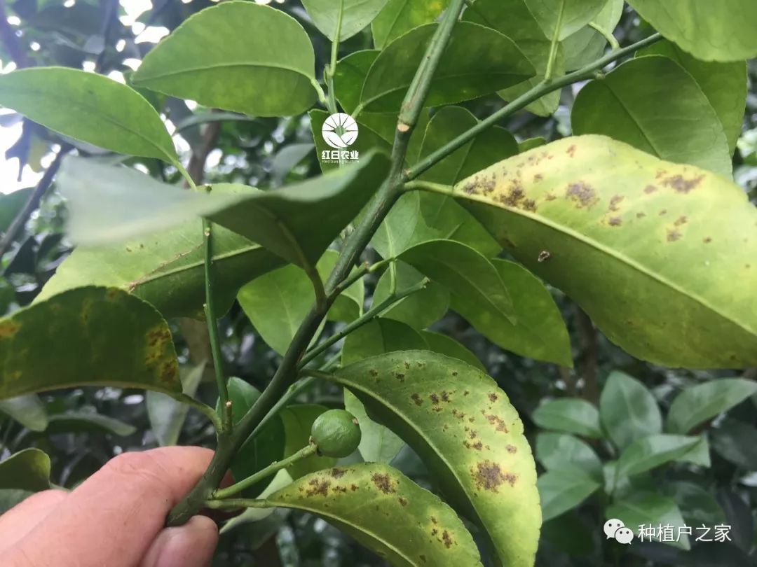 高温多雨脂点黄斑病又又又来了