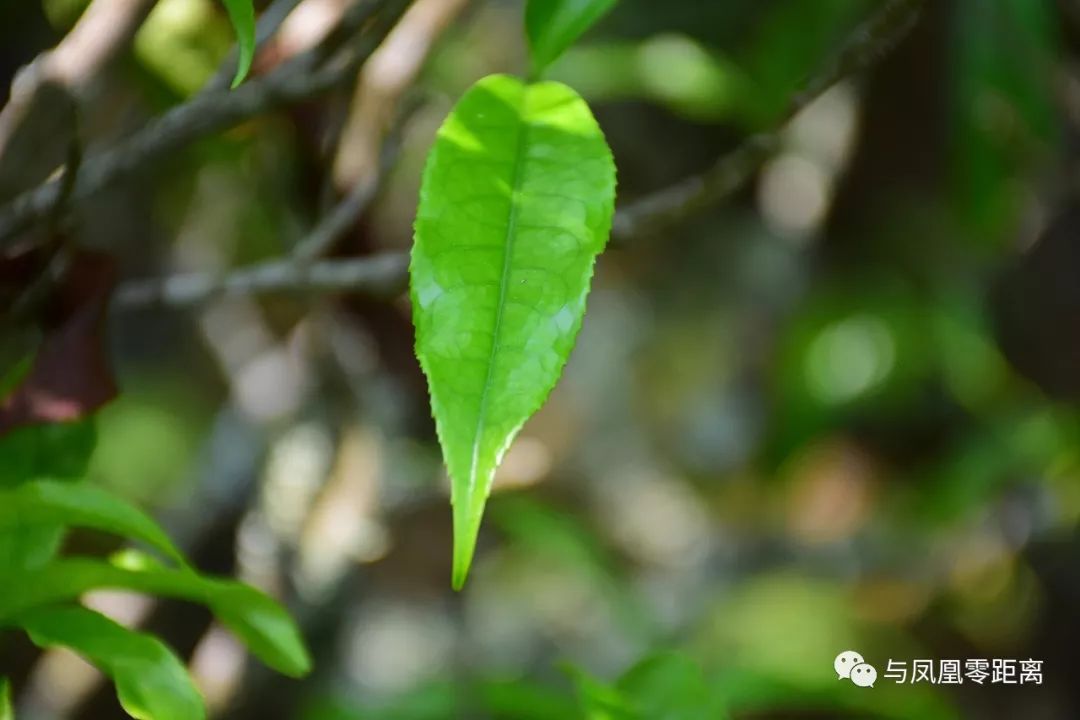 芝兰王,单丛"霸"吗?_竹叶