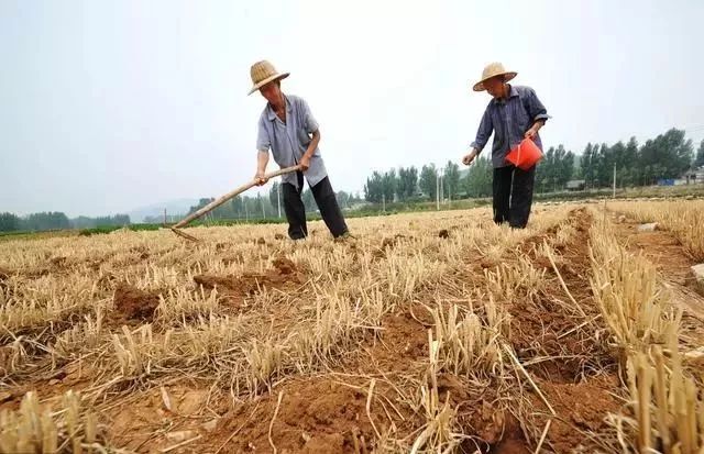 夏玉米播種注意這5點至少增產上百斤