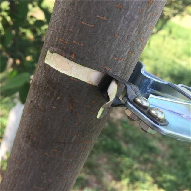 枣树环割的作用注意掌握环割的方法和时间能够更快的结果