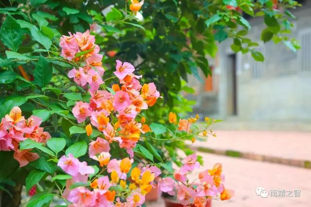 靖城镇党委书记林福泉说:"靖城镇将充分发挥区位交